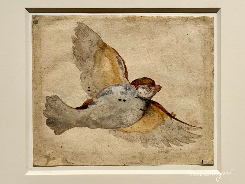 スウェーデン国立美術館-素描コレクション展-ルネサンスからバロックまで-素描展-2025-感想-レビュー-口コミ-評判-グッズ-混雑-所要時間-見どころ-チケット-巡回-東京-国立西洋美術館-ジョヴァンニ・ダ・ウーディネ-空飛ぶ雀